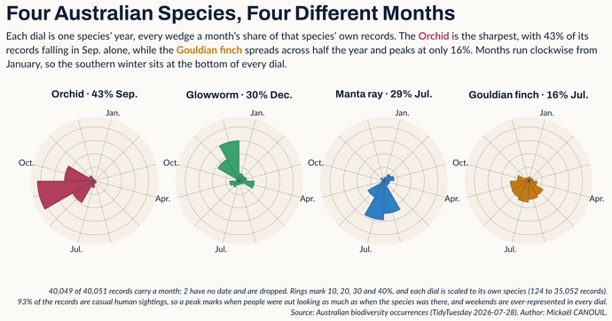 Four radial dials in a row, one per species, each showing that species' year. Months run clockwise from January at the top, so the southern winter sits at the bottom, and every wedge is that month's share of the species' own records. Each dial is labelled with its species and its peak: orchid at 43 percent in September, glowworm at 30 percent in December, manta ray at 29 percent in July, and Gouldian finch at 16 percent in July. The orchid dial is dominated by one deep rose wedge reaching past the fourth ring on the left of the circle, with August and October beside it and almost nothing from December to April. The glowworm dial in green leans to the upper left, into the southern summer of November and December. The manta ray dial in ocean blue points straight down into June, July and August. The Gouldian finch dial in ochre is the most even, a small fan spread across the dry season from April to September and never rising far. Rings mark 10, 20, 30 and 40 percent.