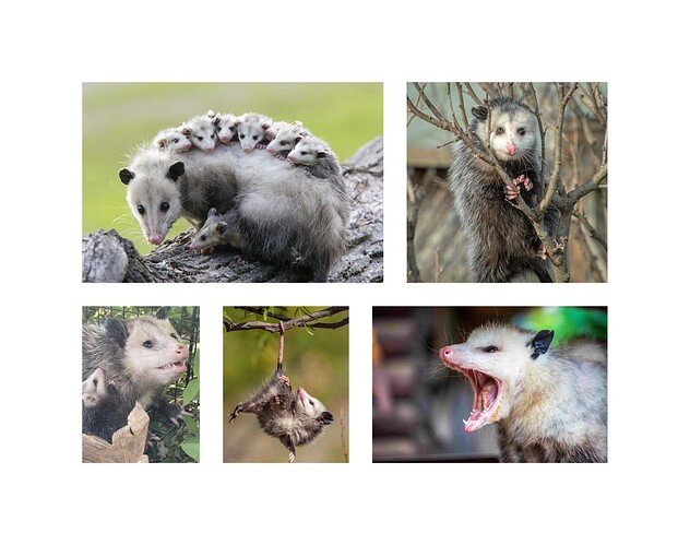 just-images